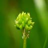 Fotografia 23 da espécie Ranunculus parviflorus do Jardim Botânico UTAD