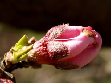 Fotografia da espécie Prunus persica