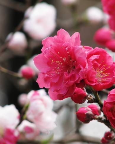 Fotografia de capa Prunus persica - do Jardim Botânico