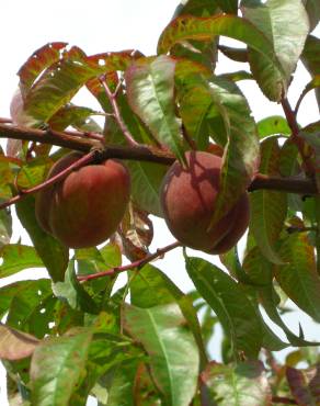 Fotografia 3 da espécie Prunus persica no Jardim Botânico UTAD