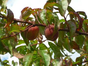 Fotografia da espécie Prunus persica