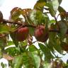 Fotografia 3 da espécie Prunus persica do Jardim Botânico UTAD