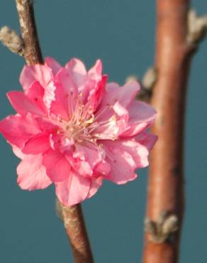 Fotografia 4 da espécie Prunus persica no Jardim Botânico UTAD