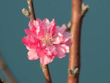 Fotografia da espécie Prunus persica