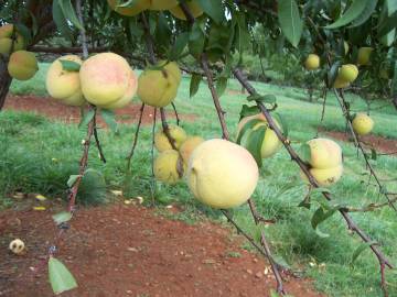 Fotografia da espécie Prunus persica