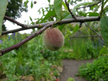 Fotografia da espécie Prunus persica