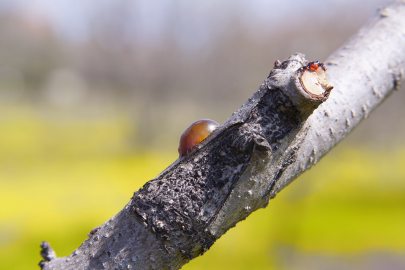 Fotografia da espécie Prunus persica