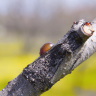 Fotografia 7 da espécie Prunus persica do Jardim Botânico UTAD