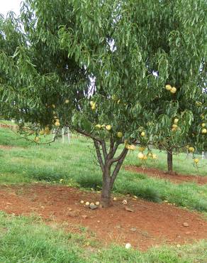 Fotografia 9 da espécie Prunus persica no Jardim Botânico UTAD