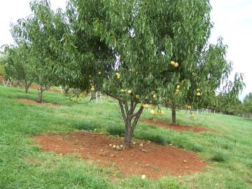 Fotografia da espécie Prunus persica