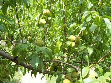 Fotografia da espécie Prunus persica