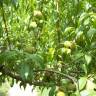 Fotografia 10 da espécie Prunus persica do Jardim Botânico UTAD