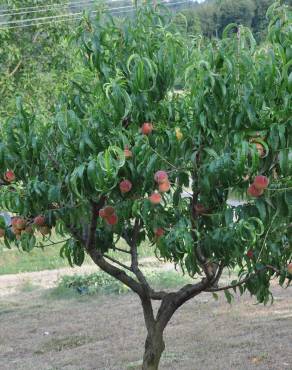 Fotografia 11 da espécie Prunus persica no Jardim Botânico UTAD