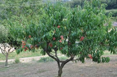 Fotografia da espécie Prunus persica