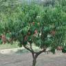 Fotografia 11 da espécie Prunus persica do Jardim Botânico UTAD