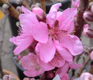 Fotografia da espécie Prunus persica