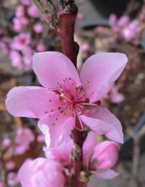 Fotografia da espécie Prunus persica