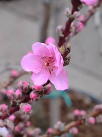 Fotografia da espécie Prunus persica