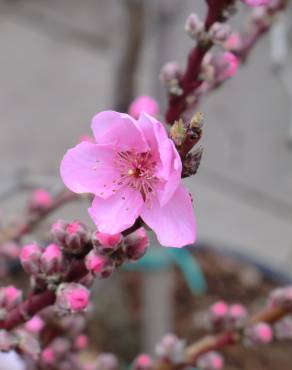 Fotografia 14 da espécie Prunus persica no Jardim Botânico UTAD