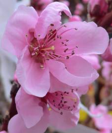 Fotografia da espécie Prunus persica