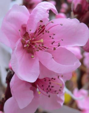 Fotografia 15 da espécie Prunus persica no Jardim Botânico UTAD