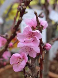 Fotografia da espécie Prunus persica