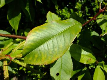 Fotografia da espécie Prunus persica