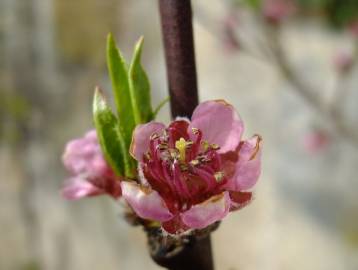 Fotografia da espécie Prunus persica