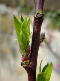 Fotografia da espécie Prunus persica