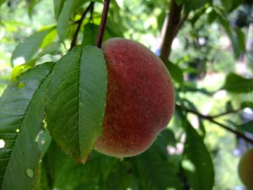 Fotografia da espécie Prunus persica