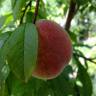 Fotografia 22 da espécie Prunus persica do Jardim Botânico UTAD