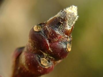 Fotografia da espécie Prunus persica