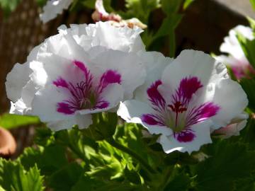 Fotografia da espécie Pelargonium peltatum