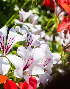 Fotografia 3 da espécie Pelargonium peltatum no Jardim Botânico UTAD