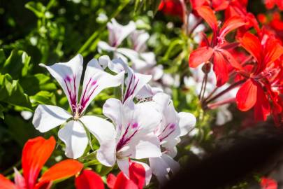 Fotografia da espécie Pelargonium peltatum