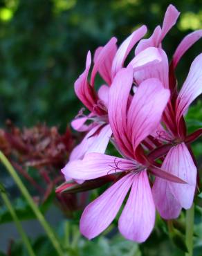 Fotografia 5 da espécie Pelargonium peltatum no Jardim Botânico UTAD