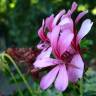 Fotografia 5 da espécie Pelargonium peltatum do Jardim Botânico UTAD