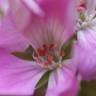 Fotografia 6 da espécie Pelargonium peltatum do Jardim Botânico UTAD