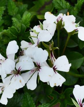 Fotografia 7 da espécie Pelargonium peltatum no Jardim Botânico UTAD