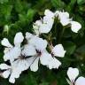 Fotografia 7 da espécie Pelargonium peltatum do Jardim Botânico UTAD