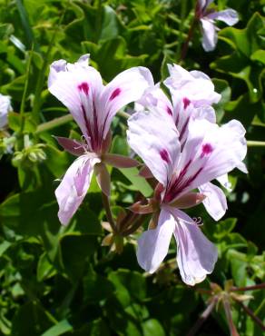 Fotografia 8 da espécie Pelargonium peltatum no Jardim Botânico UTAD