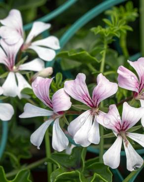 Fotografia 9 da espécie Pelargonium peltatum no Jardim Botânico UTAD