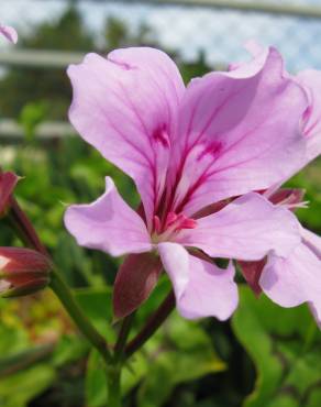 Fotografia 1 da espécie Pelargonium peltatum no Jardim Botânico UTAD