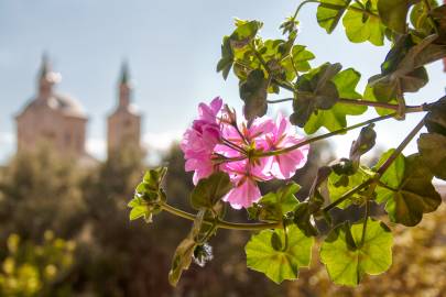 Fotografia da espécie Pelargonium peltatum