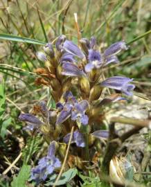 Fotografia da espécie Orobanche purpurea