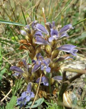 Fotografia 3 da espécie Orobanche purpurea no Jardim Botânico UTAD