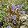 Fotografia 3 da espécie Orobanche purpurea do Jardim Botânico UTAD