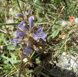 Fotografia da espécie Orobanche purpurea