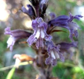 Fotografia da espécie Orobanche purpurea