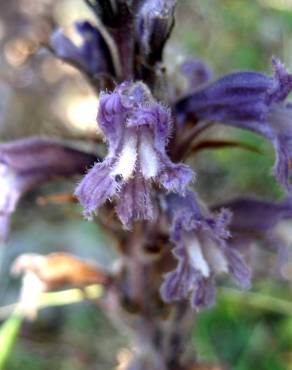 Fotografia 5 da espécie Orobanche purpurea no Jardim Botânico UTAD